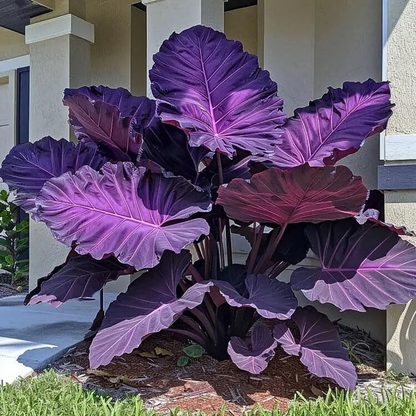 🌿PACK X200 SEMILLAS HOSTAS EXÓTICAS🌈