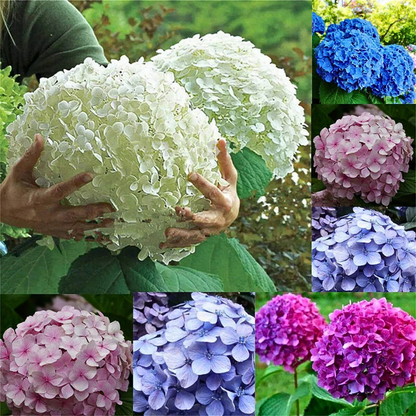 🪷PACK SEMILLAS DE HORTENSIA COLORES MIXTOS
