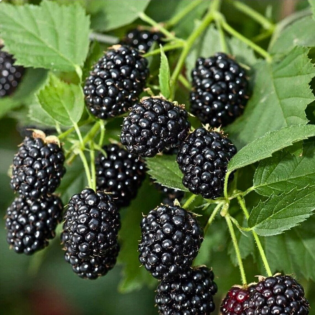 🍇PACK X200 SEMILLAS DE MORA DULCE DE ÁRBOL