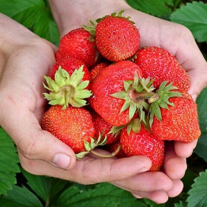 🍓PACK x150 SEMILLAS DE FRESA🌱