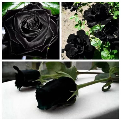 🌹PACK X200 SEMILLAS DE ROSAS NEGRAS🖤