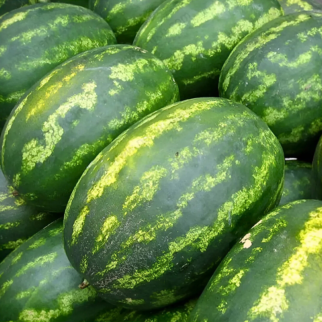 🍉PACK x100 SEMILLAS DE SANDÍA🌱