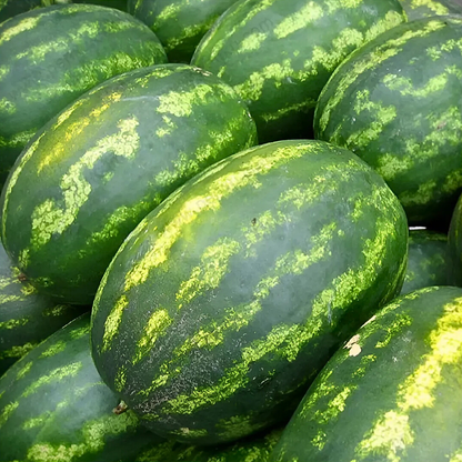 🍉PACK x100 SEMILLAS DE SANDÍA🌱